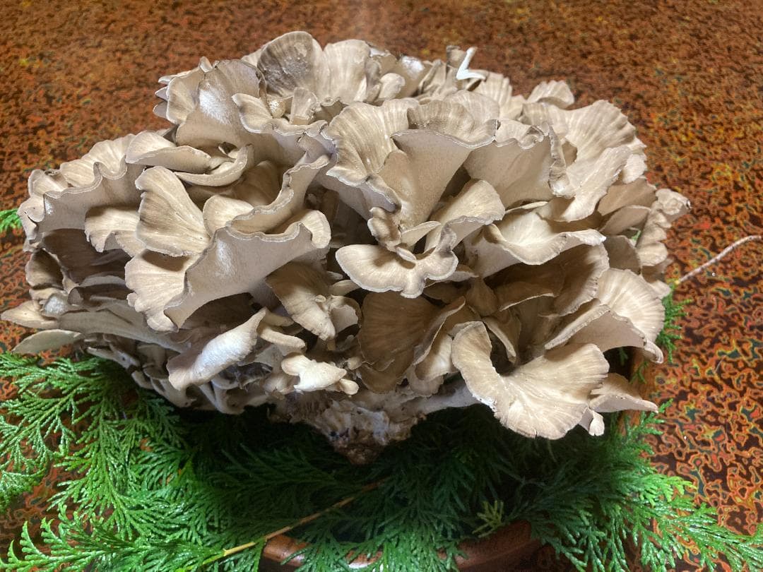 マイタケ　舞茸　チャフ　信州産　1560g