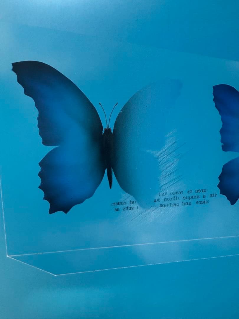 松哲也　時空　蝶の変化を描いたアート作品　送料込み0321