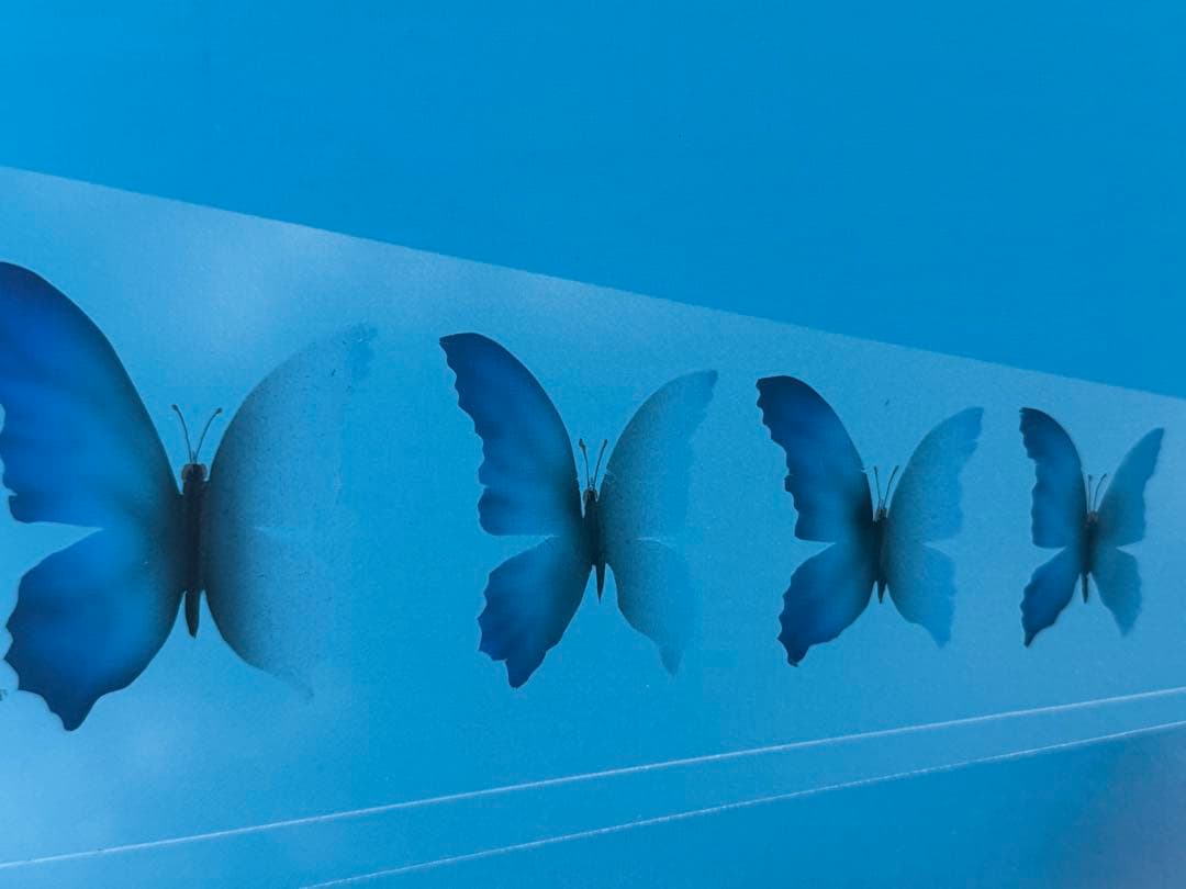 松哲也　時空　蝶の変化を描いたアート作品　送料込み0321