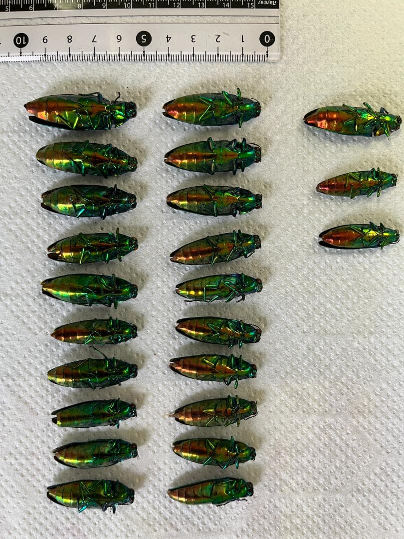 ヤマトタマムシ　森の宝石　個体23匹