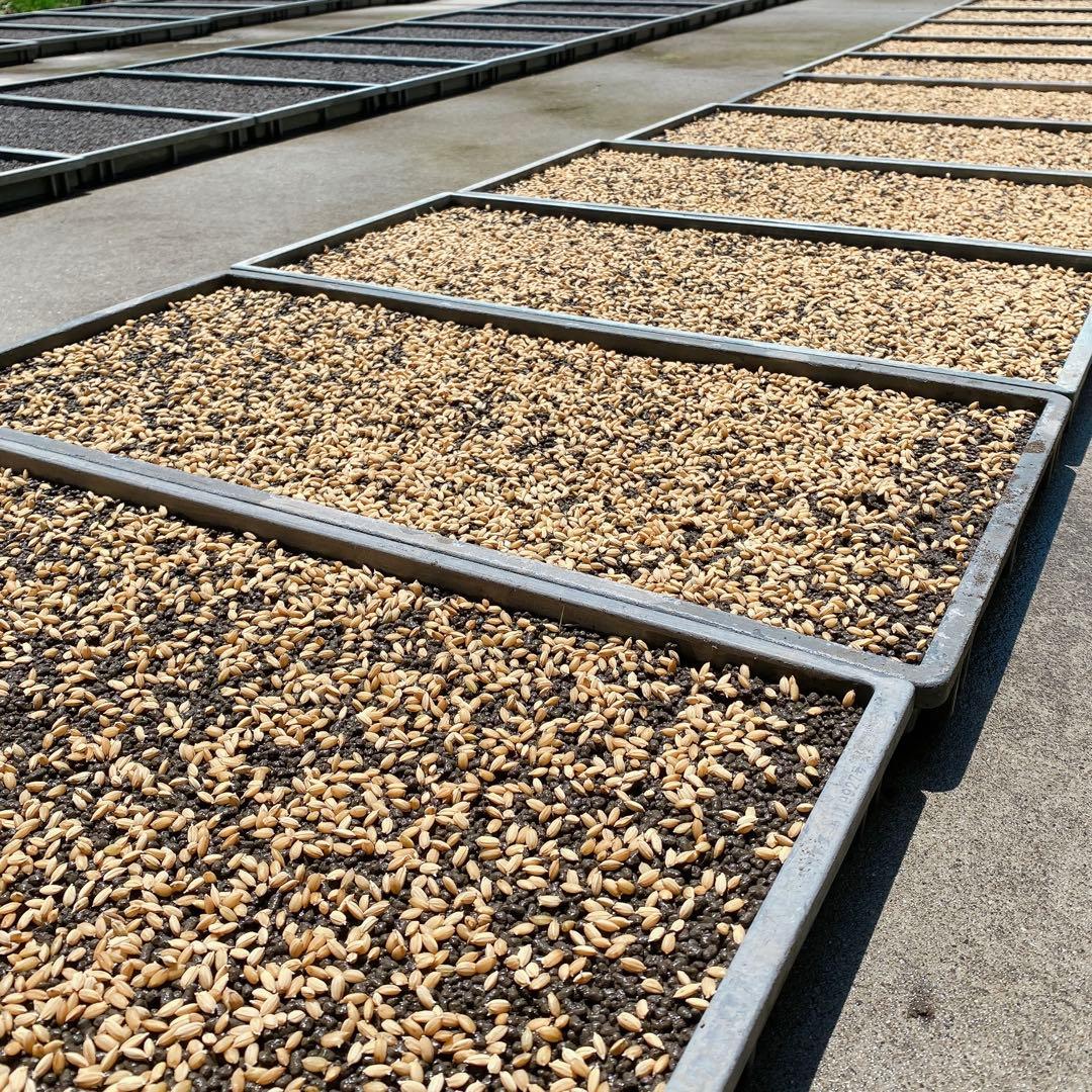 感動を呼ぶお米！新米 京都府産 にこまる 玄米 20キロ 令和7年産 農家直送