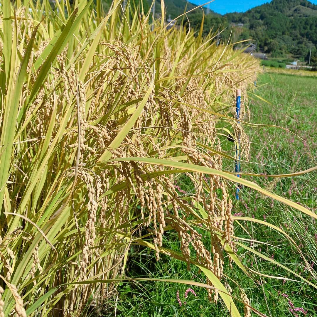 感動を呼ぶお米！新米 京都府産 にこまる 玄米 20キロ 令和7年産 農家直送