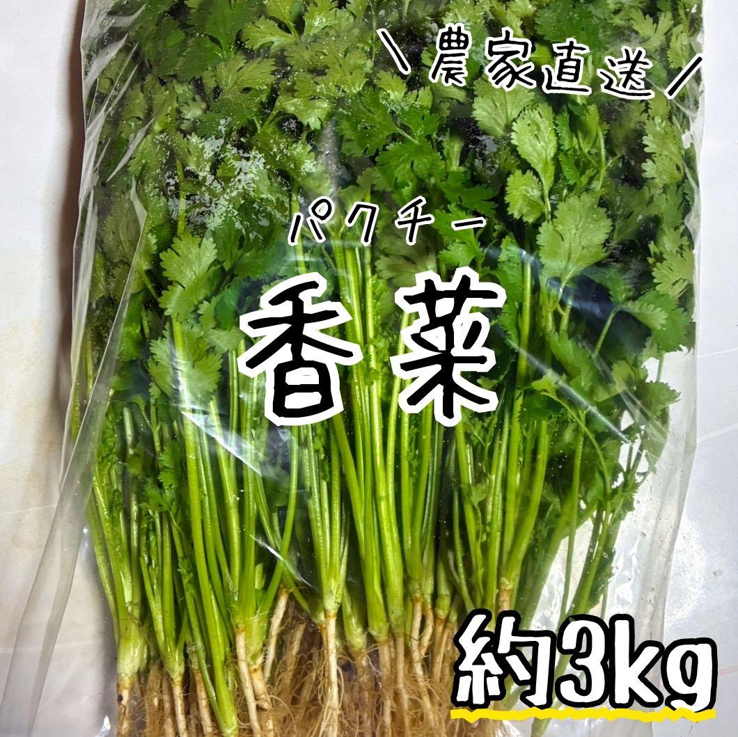 香菜/パクチー/千葉県産/約3kg入/業務用