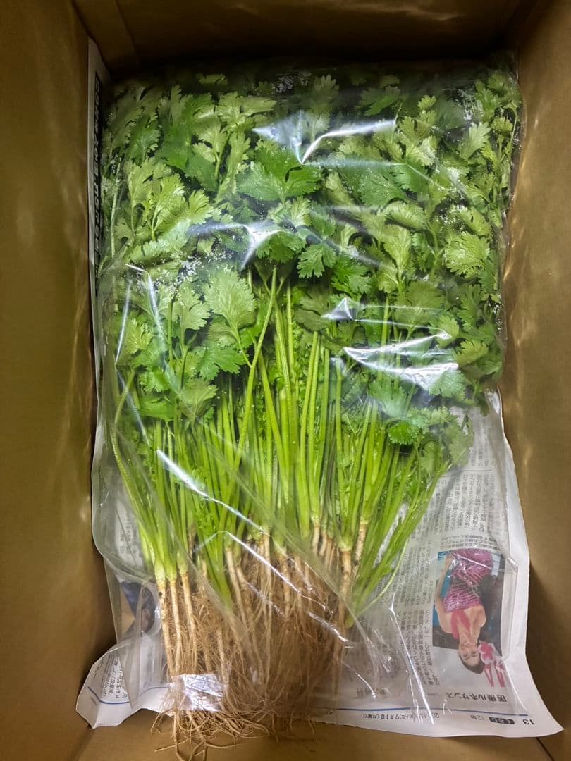 香菜/パクチー/千葉県産/約3kg入/業務用