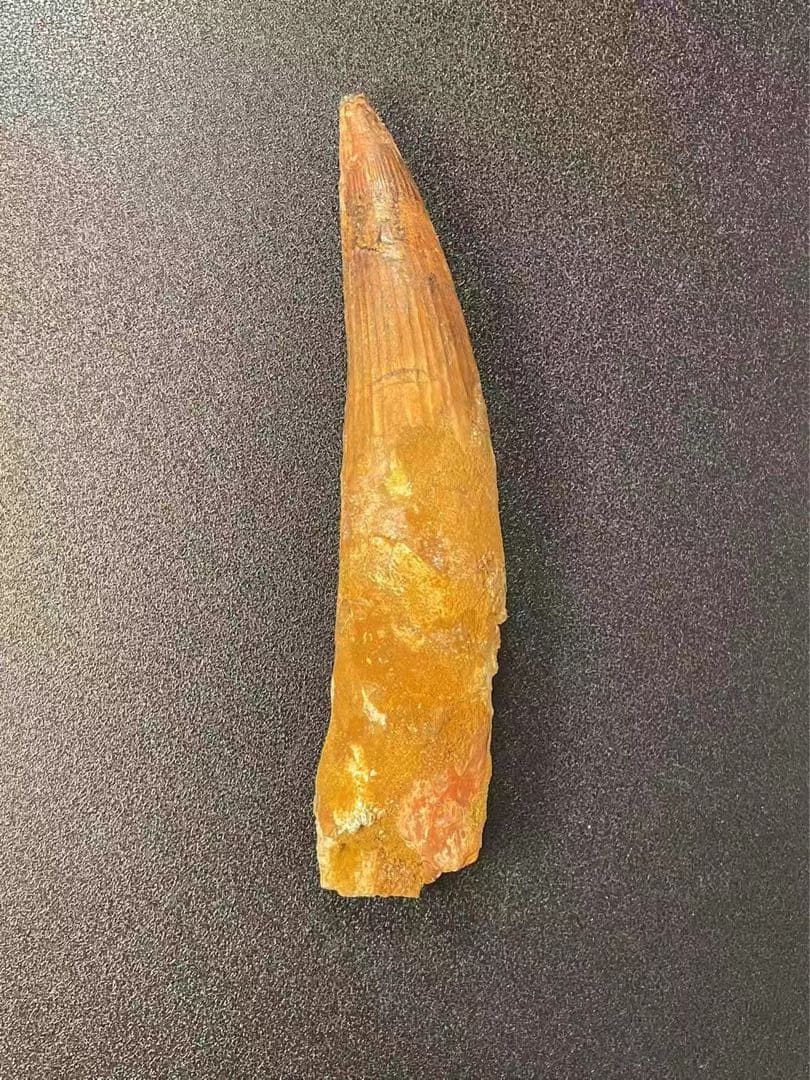 スピノサウルスの歯 15cm