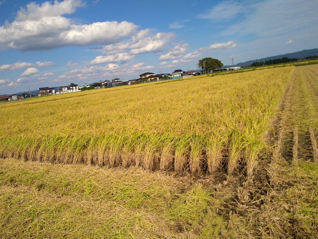 令和7年産　ひとめぼれ　玄米30kg