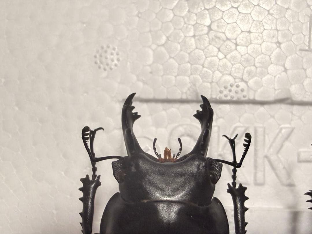 ヤエヤママルバネクワガタ大歯型