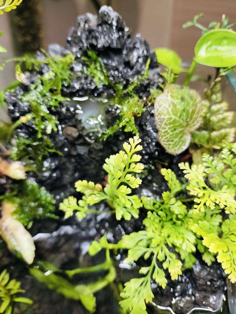 【rii】アクアテラリウム完成品_滝の流れる15cmキューブ水槽