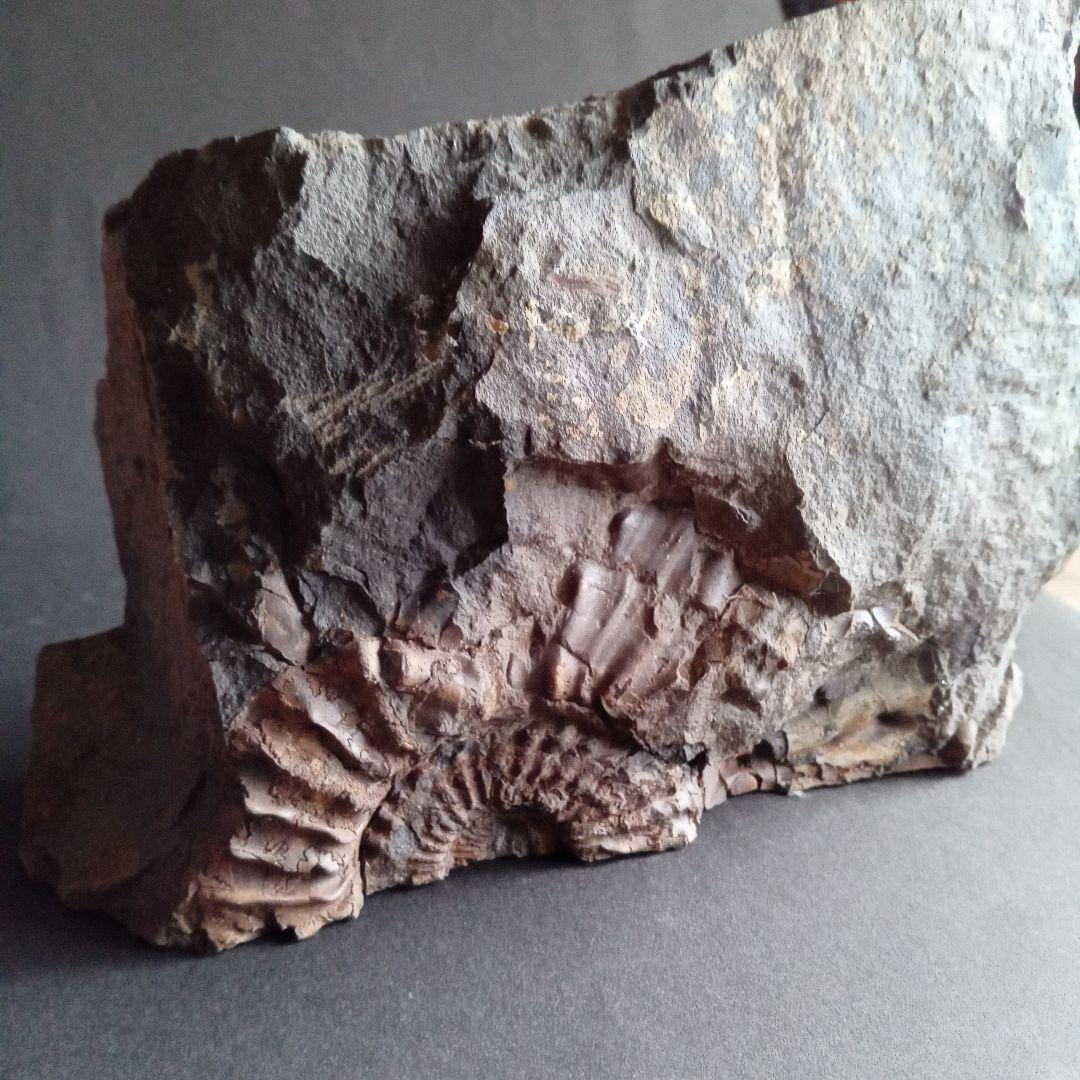 九州産　アンモナイト　プロテキサナイテス　超特大　希少　博物館展示級