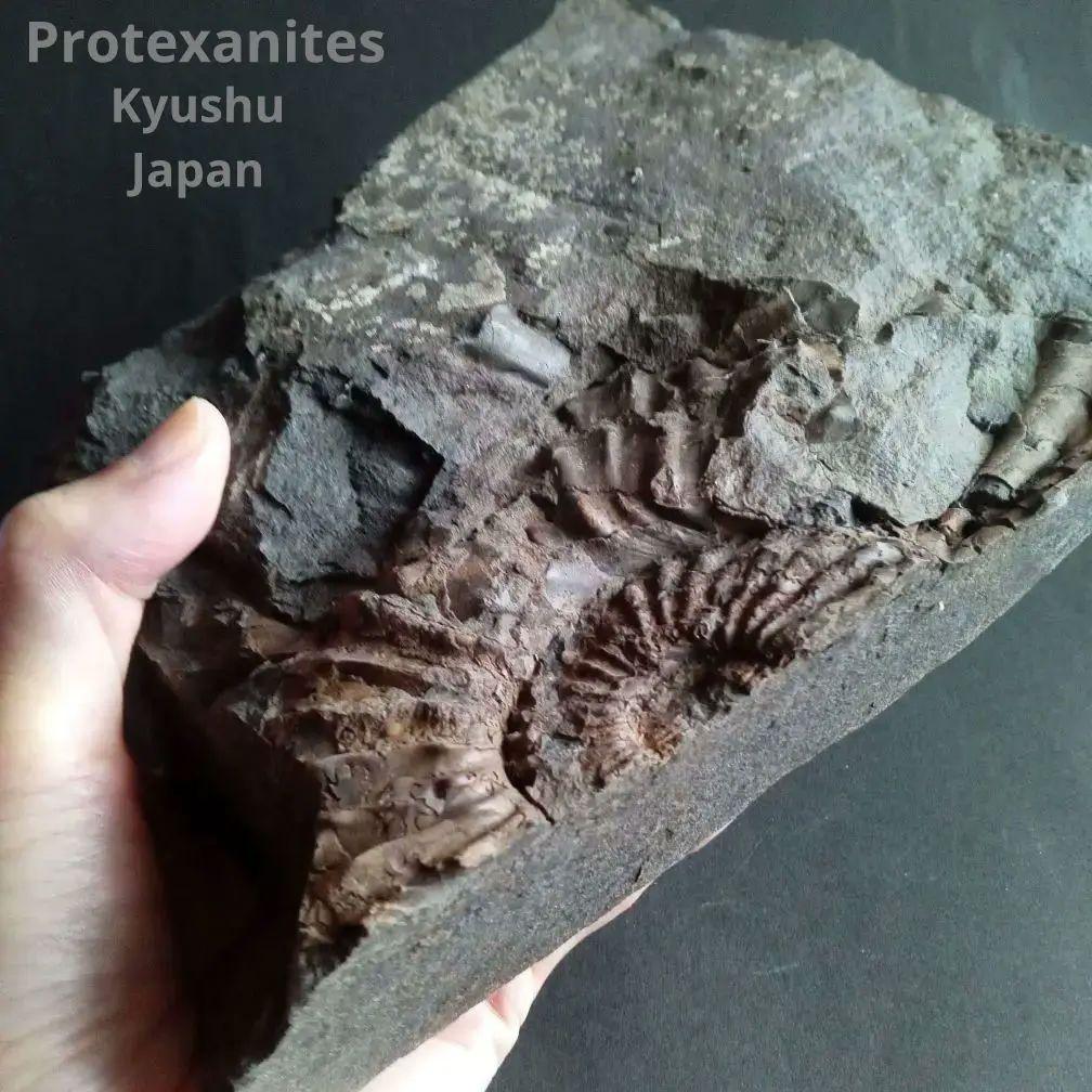 九州産　アンモナイト　プロテキサナイテス　超特大　希少　博物館展示級