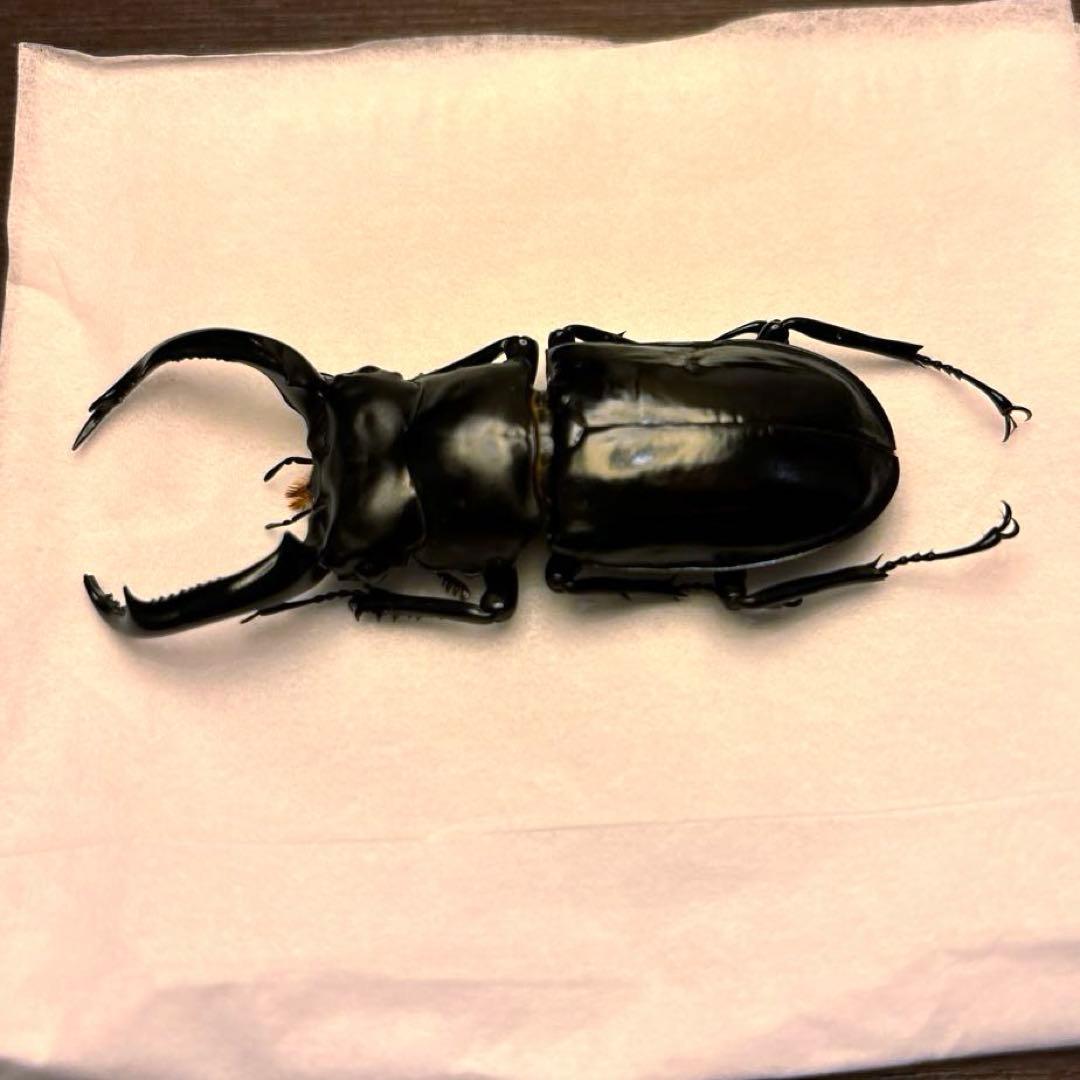 ウエストウッディオオシカクワガタ　ペア標本