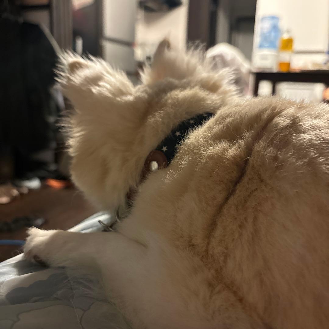 チャッピーの毛