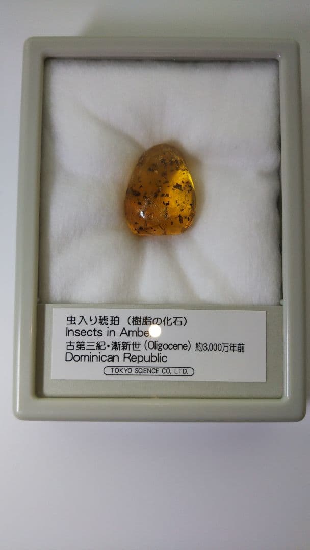 早い者勝ち 標本 虫入り琥珀 樹脂 古第三紀 斬新世 約3000年前 化石