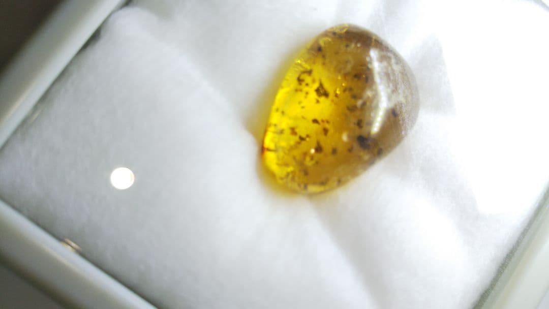 早い者勝ち 標本 虫入り琥珀 樹脂 古第三紀 斬新世 約3000年前 化石