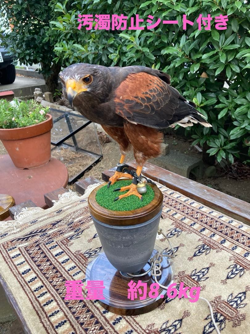 大型猛禽パーチＣ、　　　　　　　　　ファルコンブロック