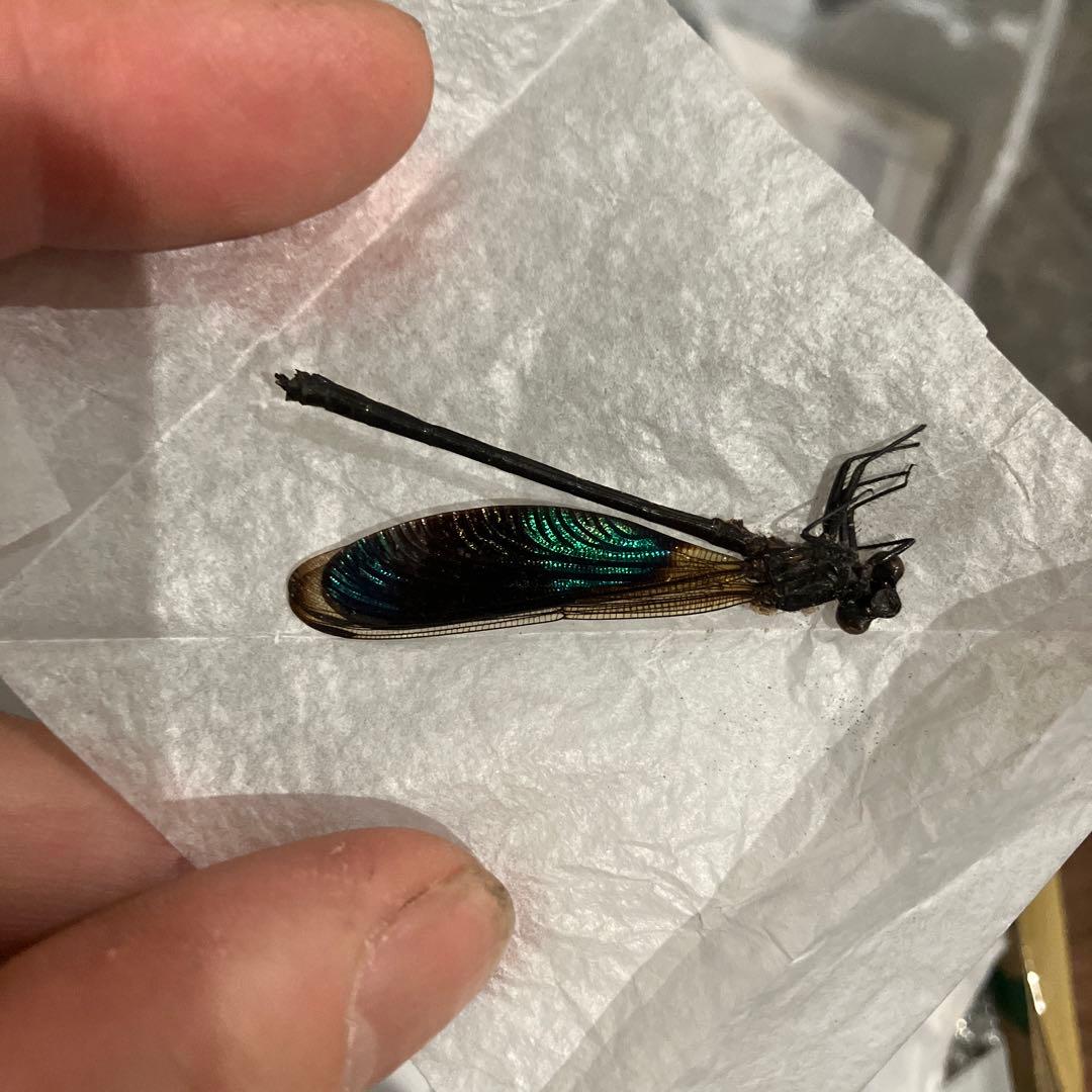 メタリックなフィリピンのカワトンボ　バルク品