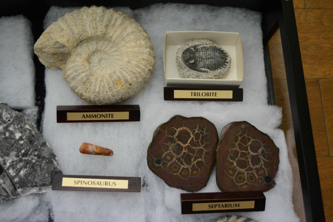 大型化石 10点 (大型ガラスケース・認定証付き)