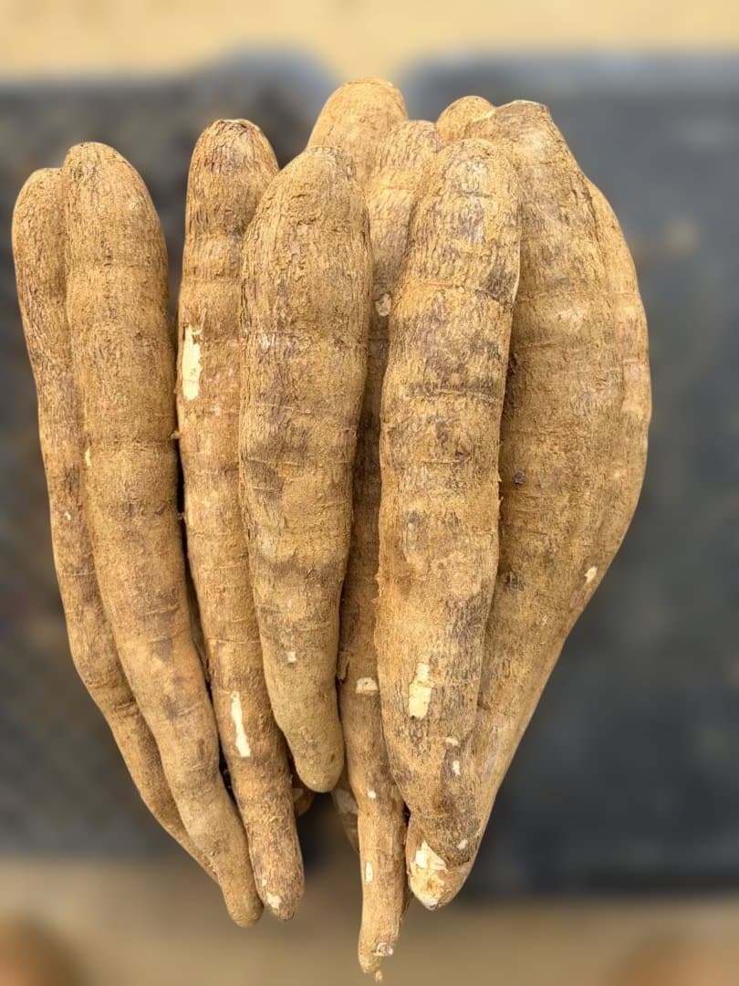 徳之島産キャッサバ生芋20キロ入り