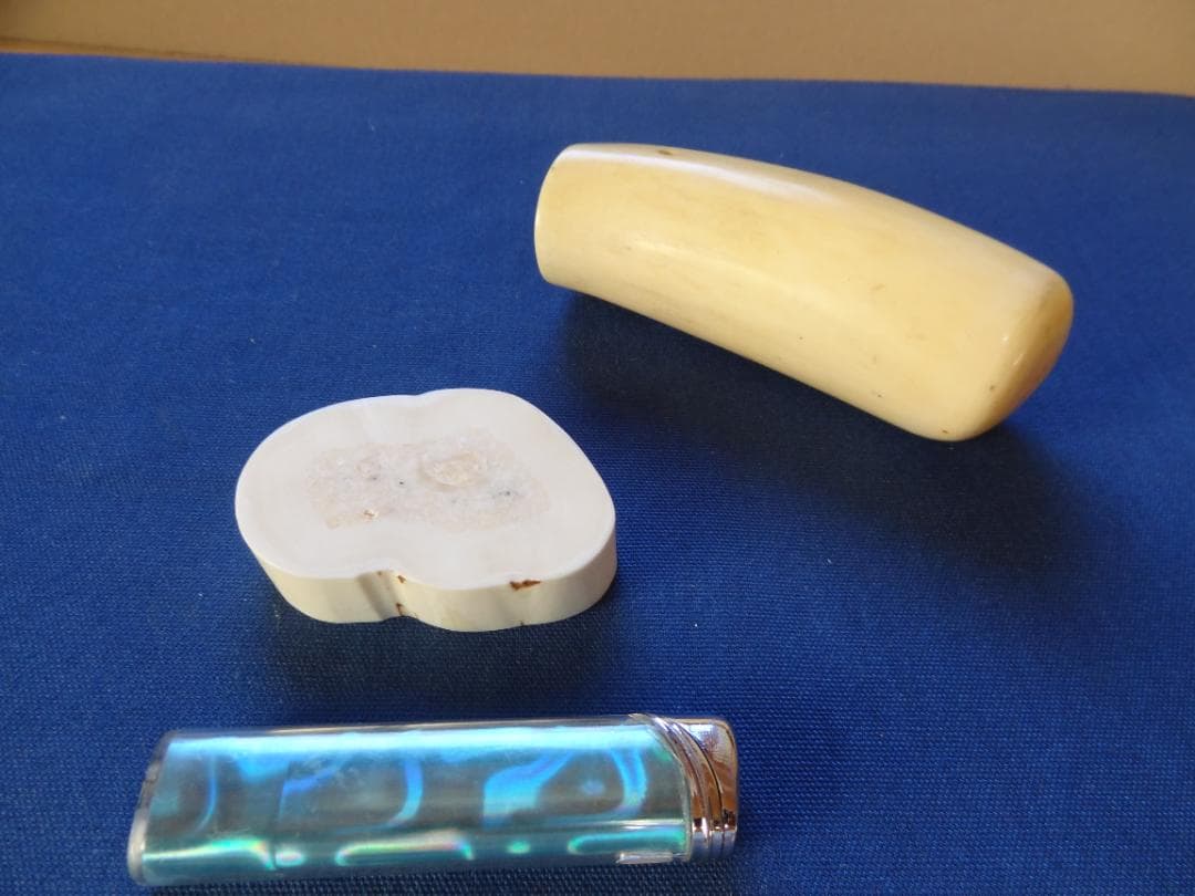 クジラ歯　セイウチ牙　海象　輪切　牙材　天然素材　希少