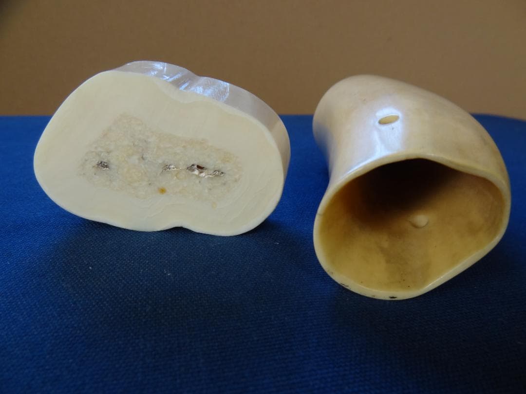 クジラ歯　セイウチ牙　海象　輪切　牙材　天然素材　希少