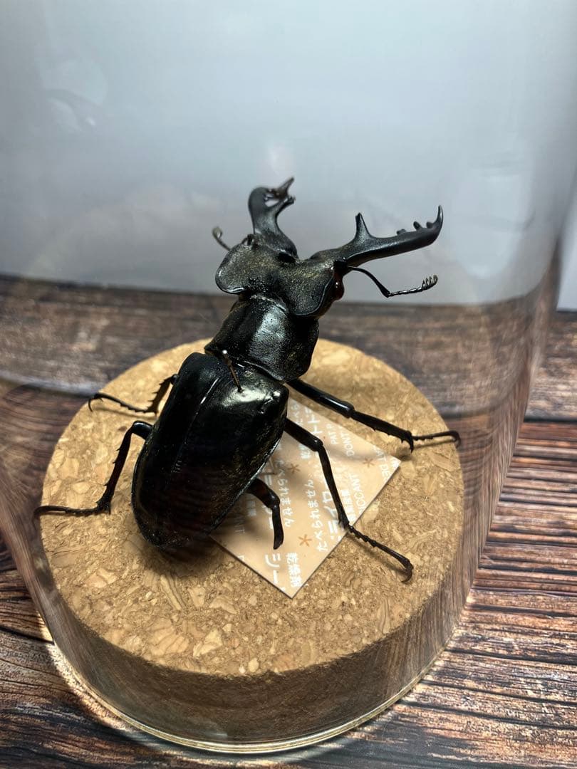 【Glass Beetleミヤマクワガタ標本 GB-005】
