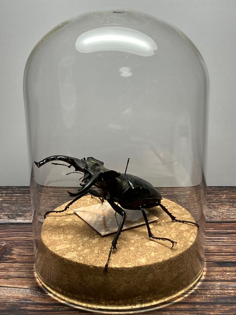 【Glass Beetleミヤマクワガタ標本 GB-005】