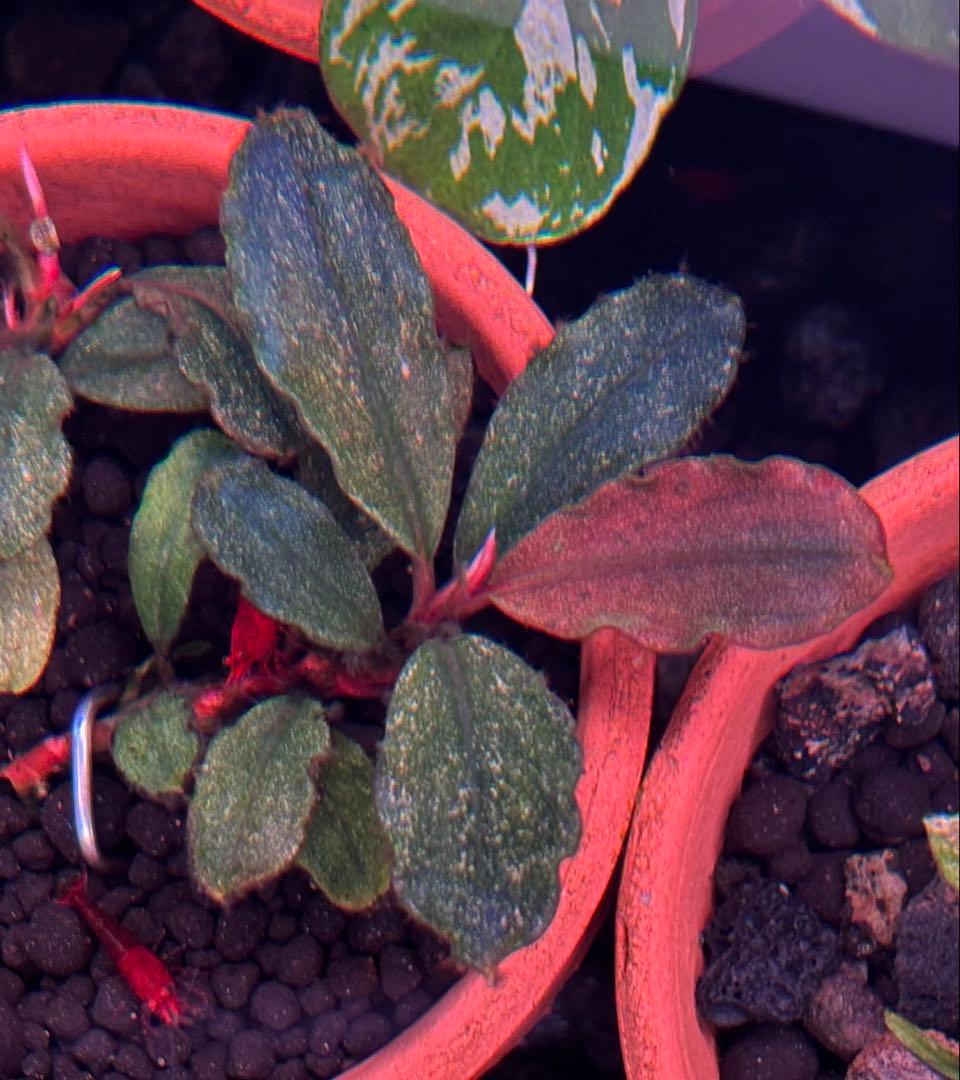 ブセファランドラ　バリエガータ　パウダー