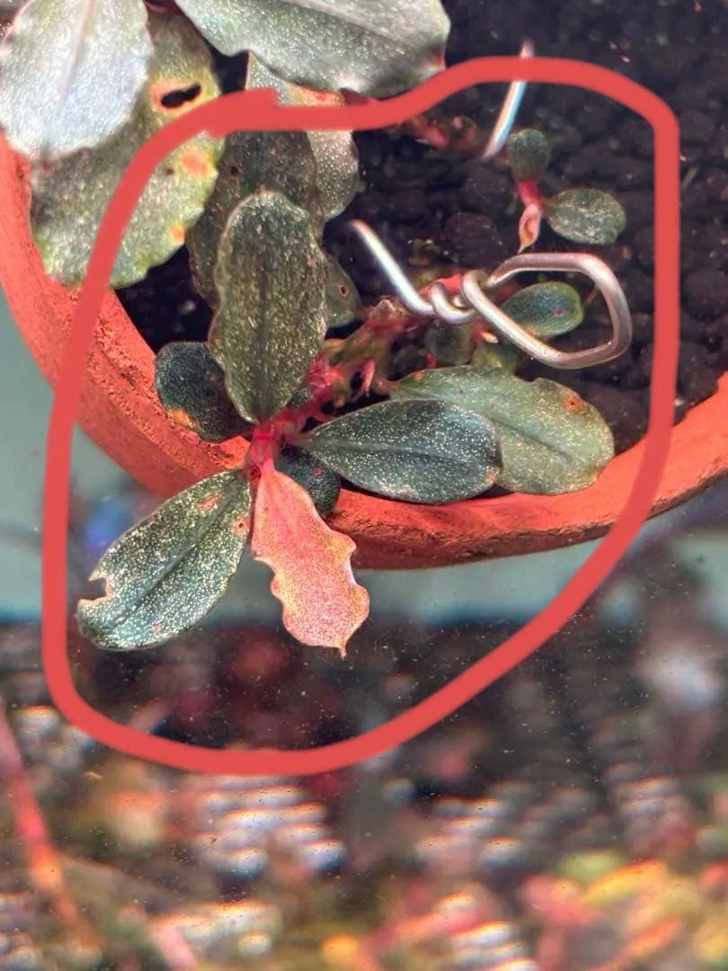 ブセファランドラ　バリエガータ　パウダー