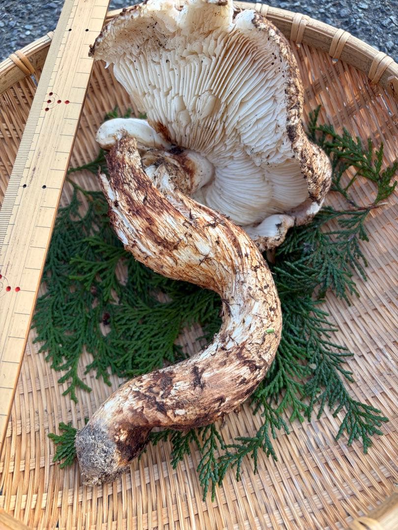 a*o様 【超特大】　　国産松茸　　350g 徳島県産