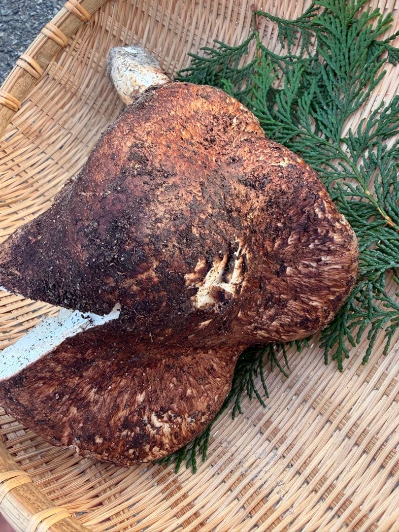 a*o様 【超特大】　　国産松茸　　350g 徳島県産