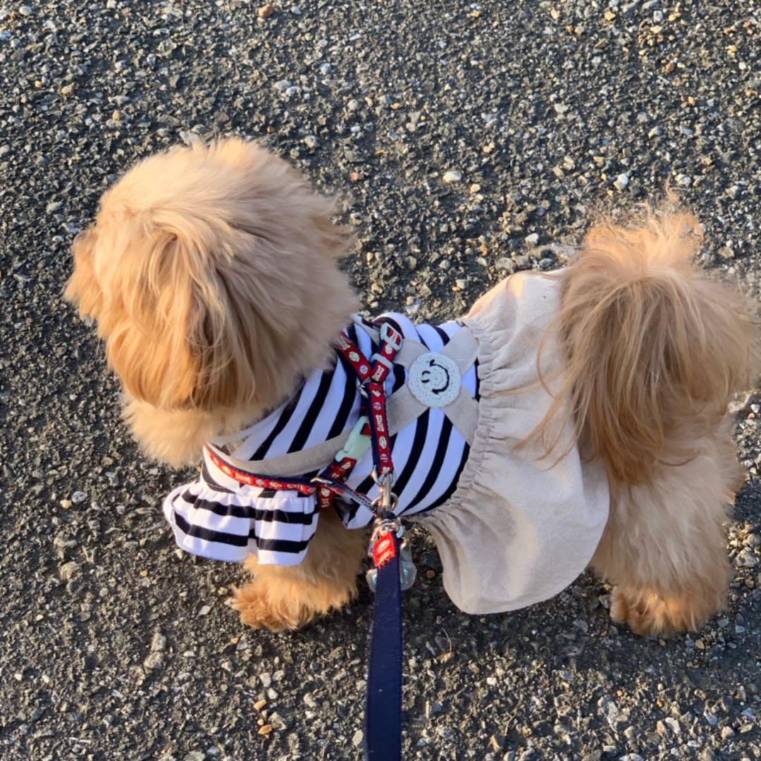 犬服⭐︎ハンドメイド♡ボーダーワンピース