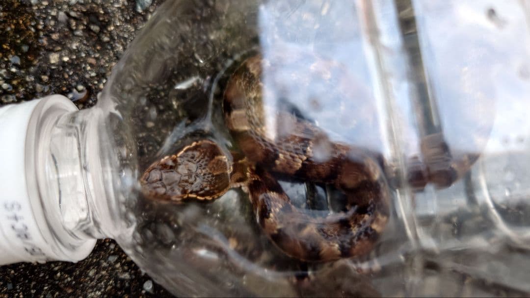 マムシ酒（岐阜県産）