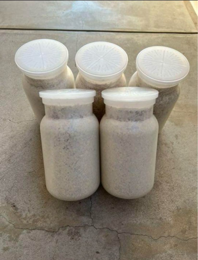 カワラ菌糸産卵用　1100サイズ１０本2ヶ月保存初令幼虫にも最適