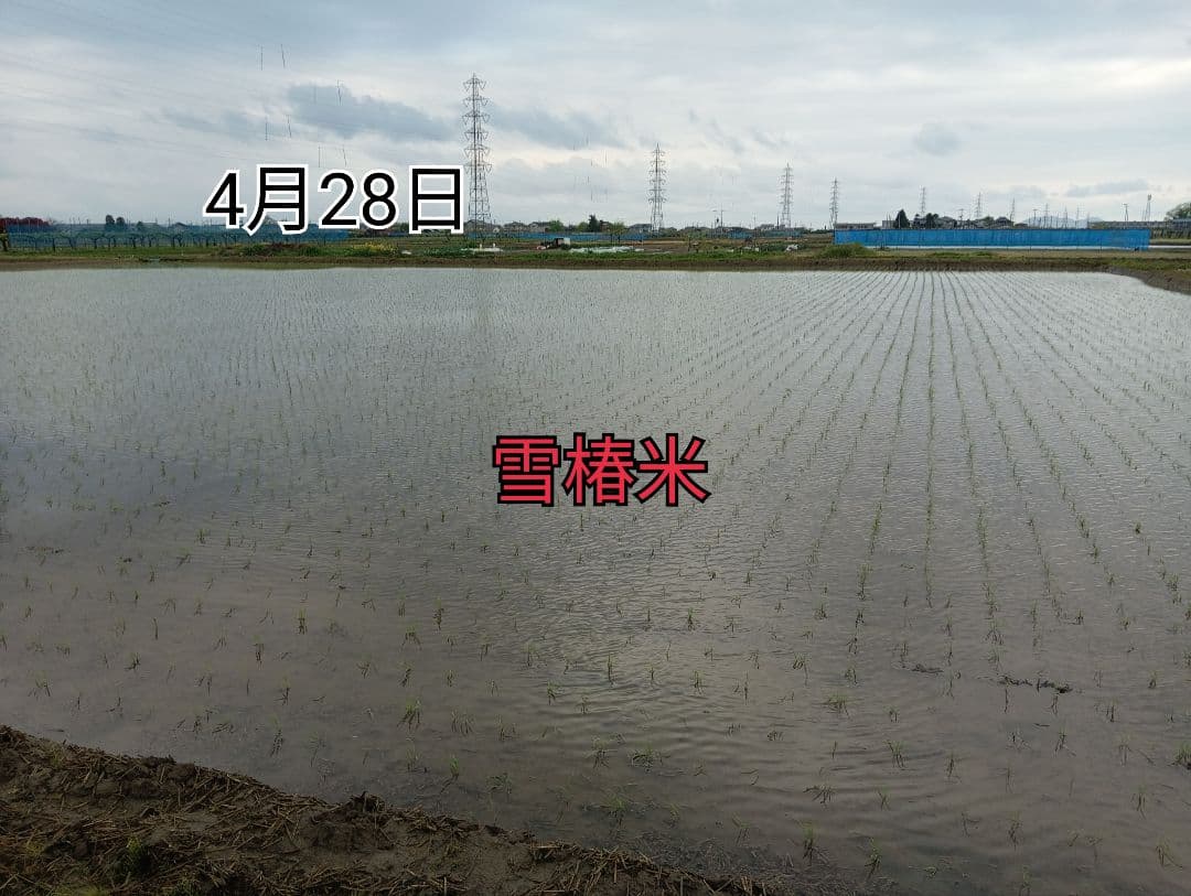 特別栽培米新潟県産コシヒカリ20k