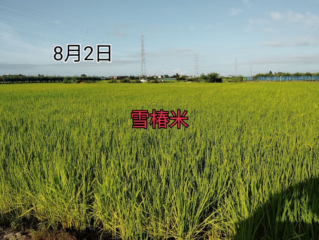 特別栽培米新潟県産コシヒカリ20k