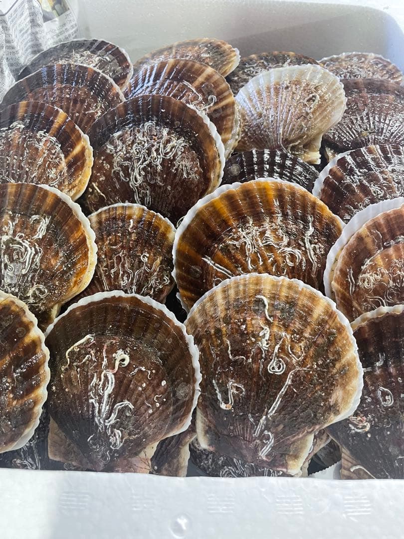 5キロ　活ホタテ　北海道産