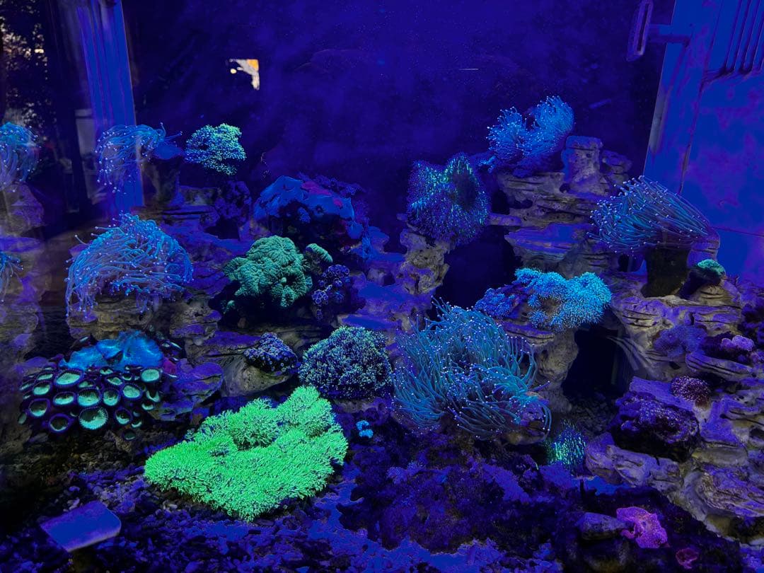 海水魚水槽90セット・スキマー・ポンプ付き