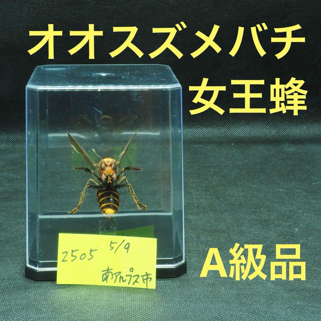 オオスズメバチ　女王蜂　立体標本2505