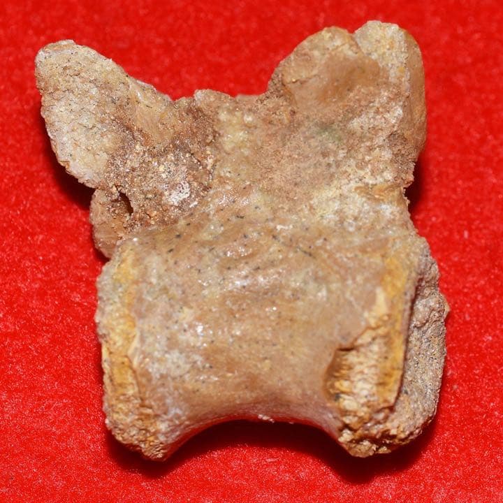 モロッコ産 ワニの椎骨化石