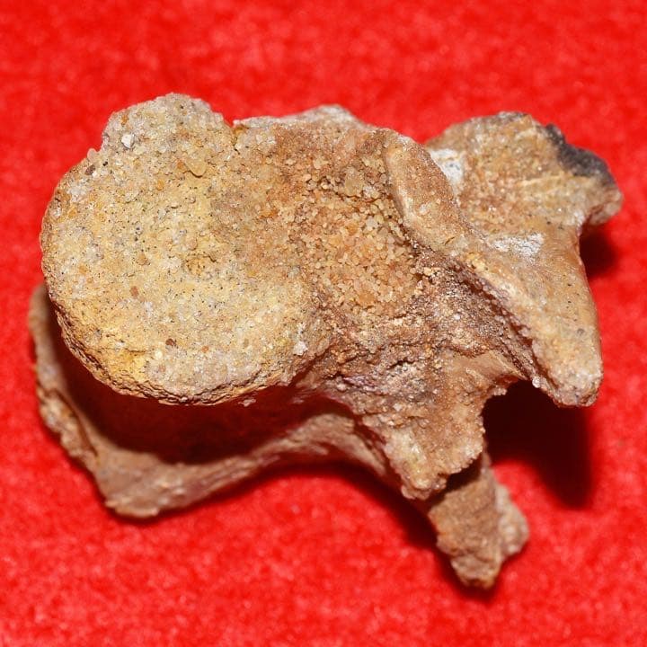 モロッコ産 ワニの椎骨化石