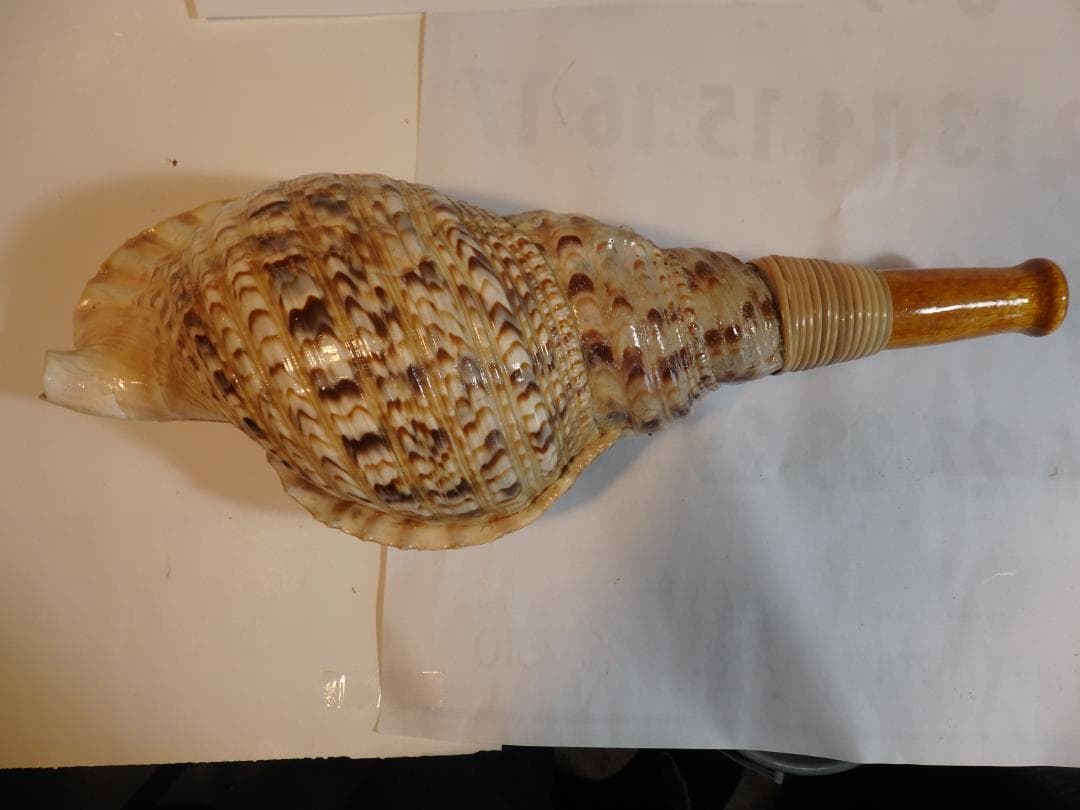 法螺貝 約37㎝ 木製歌口,新品 MH-472