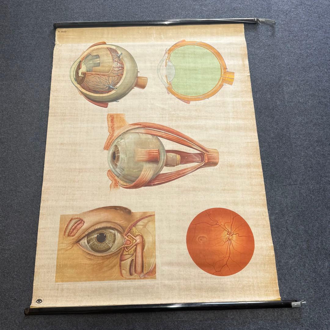 眼球解剖図 掛軸 昭和レトロ￼