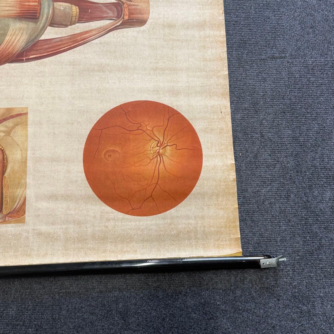 眼球解剖図 掛軸 昭和レトロ￼