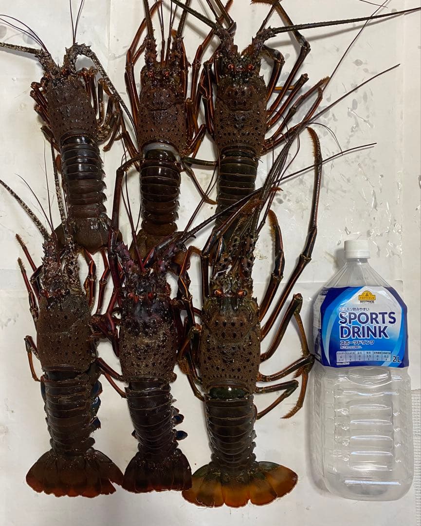 穴釣り竿 伊勢海老竿 ハンドメイド ロッド 布袋竹 テトラ 和竿 漆塗 研ぎ出し