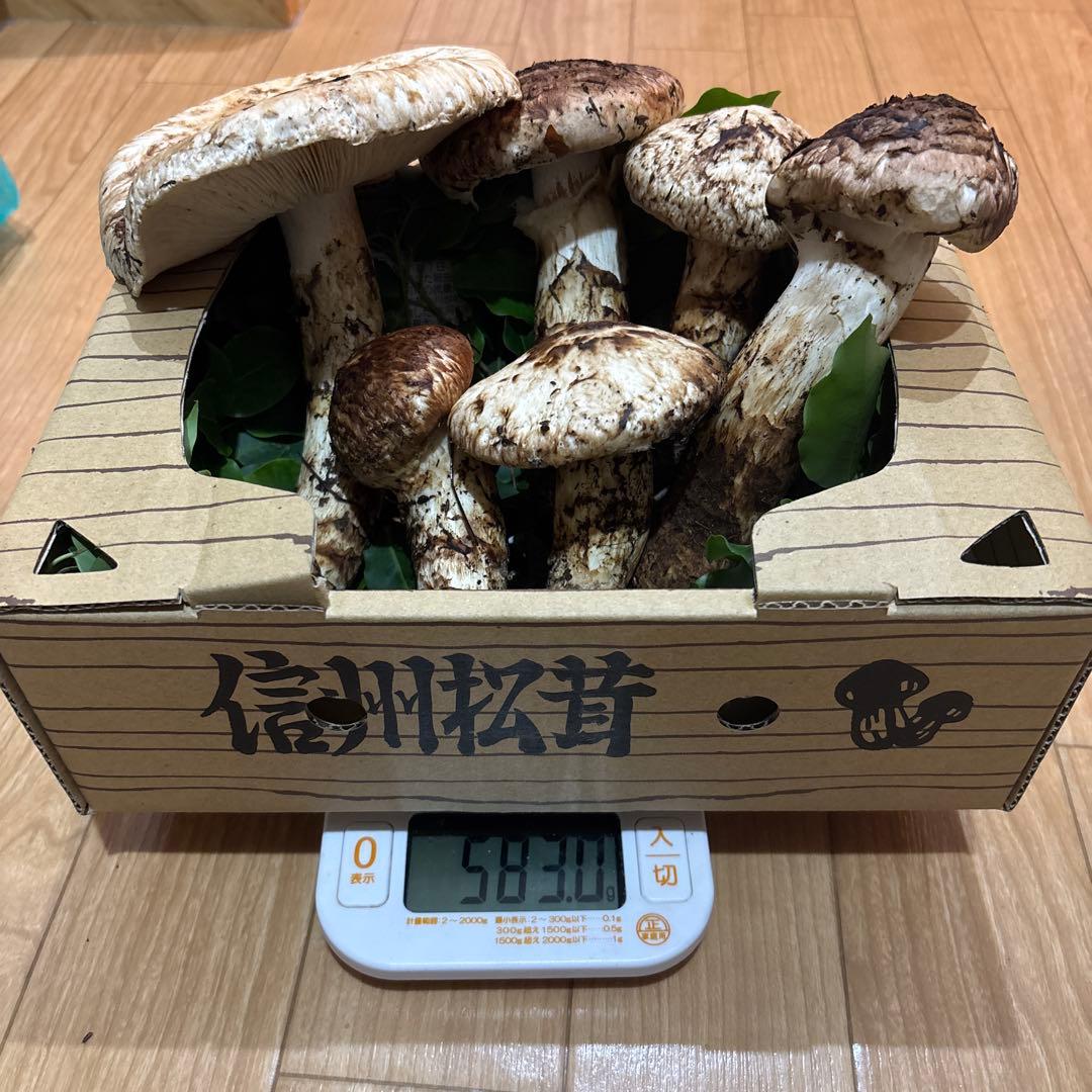 長野県産マツタケ 国産　583g