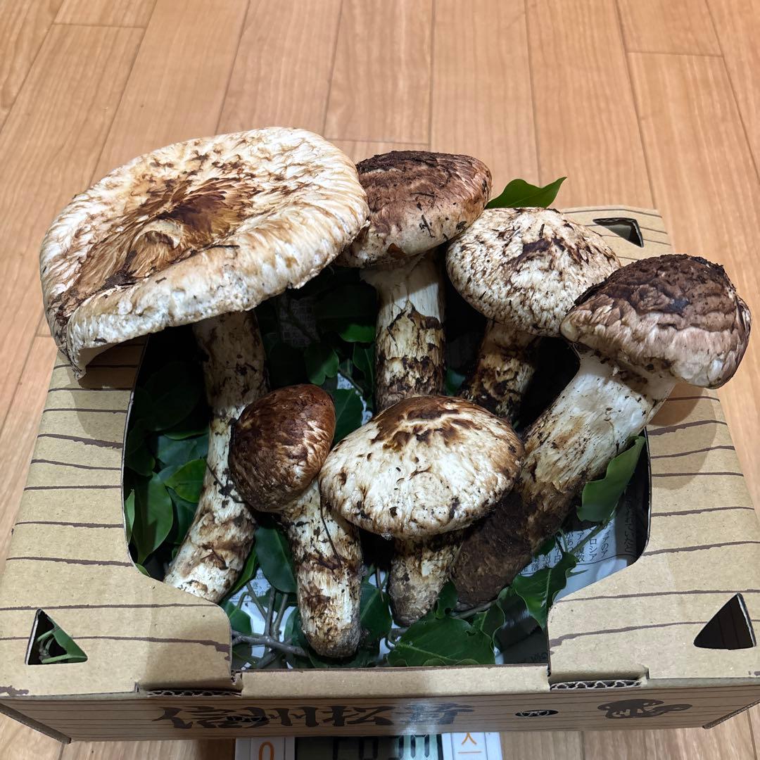 長野県産マツタケ 国産　583g