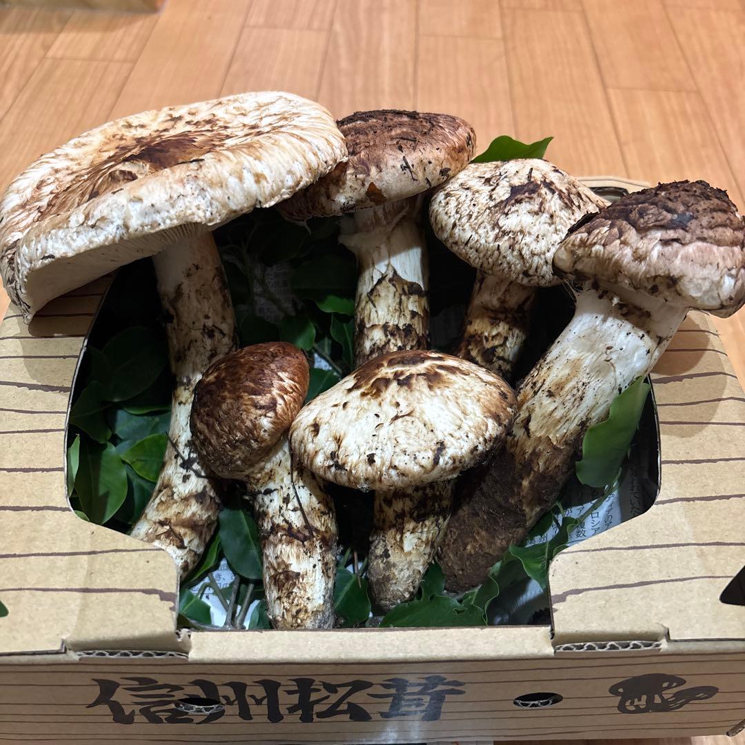 長野県産マツタケ 国産　583g