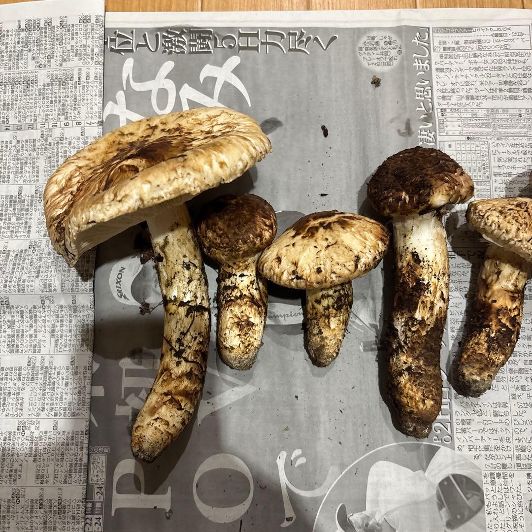 長野県産マツタケ 国産　583g