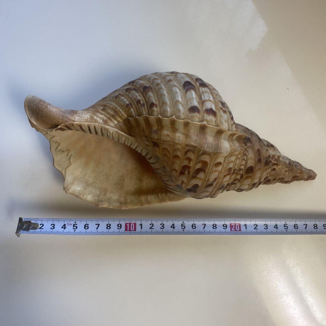 ホラ貝　法螺貝　天然　28cm