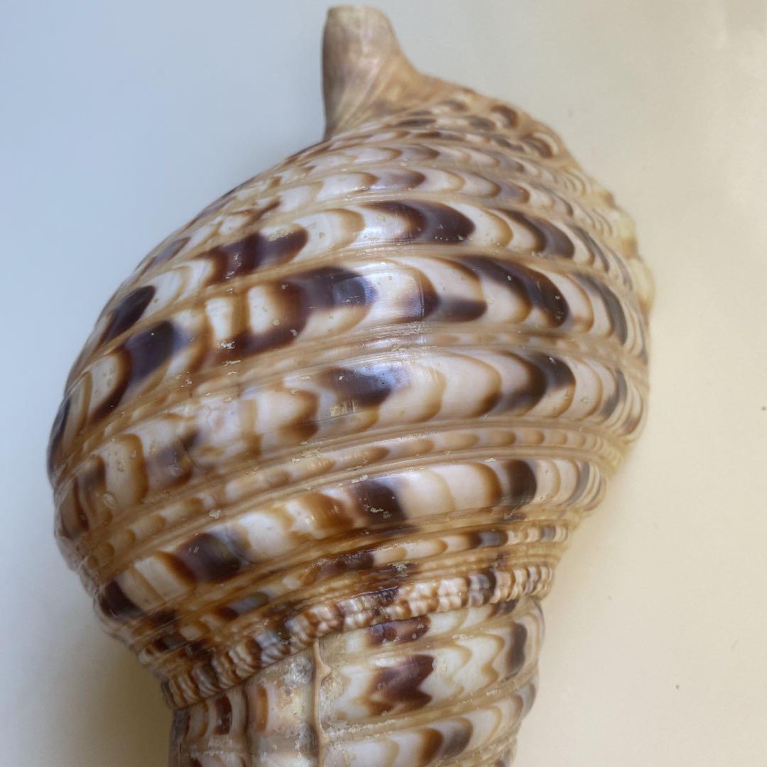 ホラ貝　法螺貝　天然　28cm